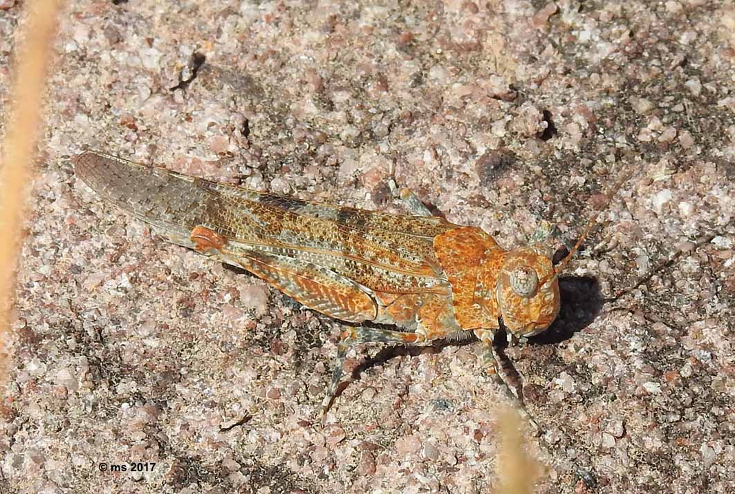 Acrididae:  Sphingonotus sp.  e  Oedipoda cfr. fuscocincta sardeti